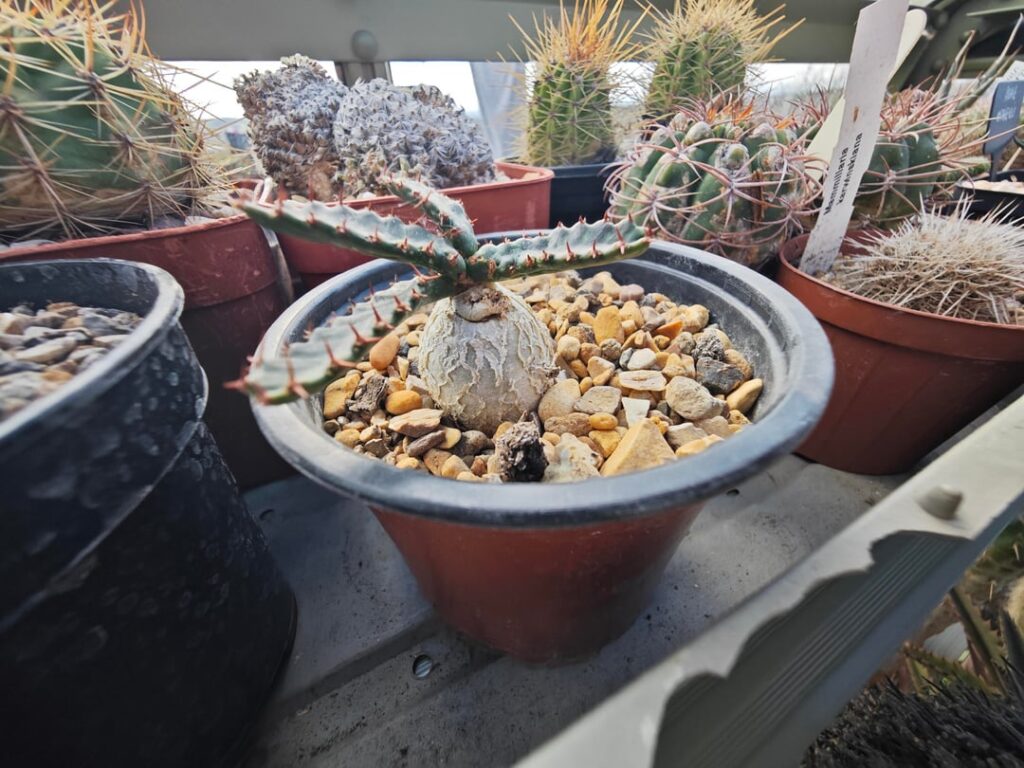 Euphorbia stellata?
