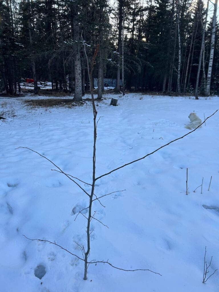 Question on both the tree and the damaged bit