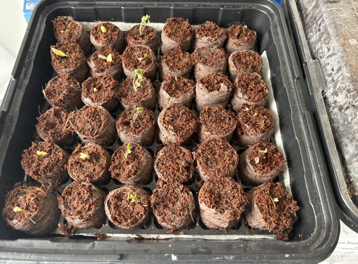 Do I need a grow light? Do I need a grow light?