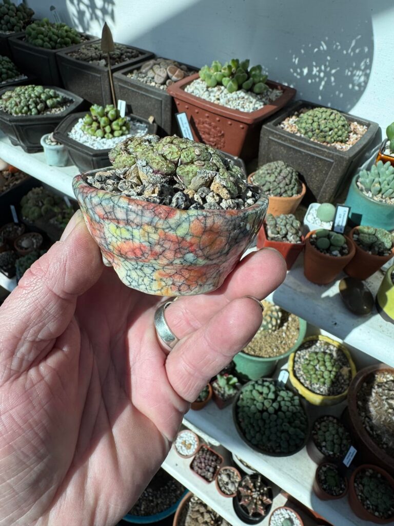Gave some of my cono obdellcordums some new pots for dormancy