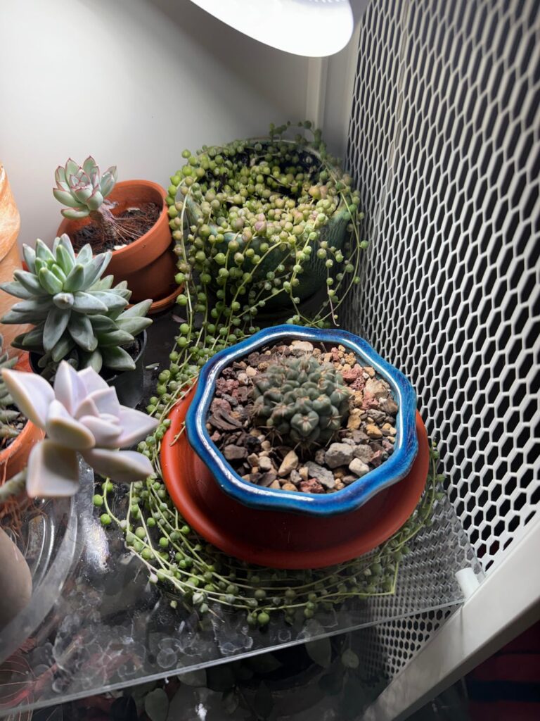 I posted a little update on my VSOP over a year ago, here’s how she looks now!! I posted a little update on my VSOP over a year ago, here’s how she looks now!!