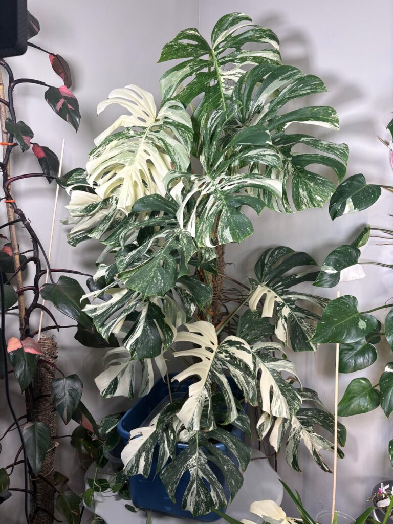 3 year old Monstera Albo living her best life 3 year old Monstera Albo living her best life