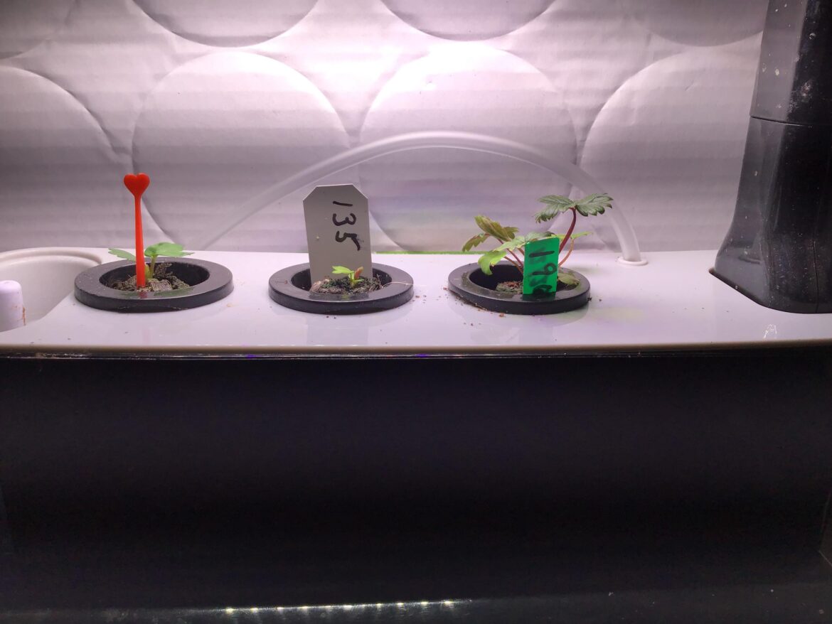 Aerogarden Strawberry Cultivars