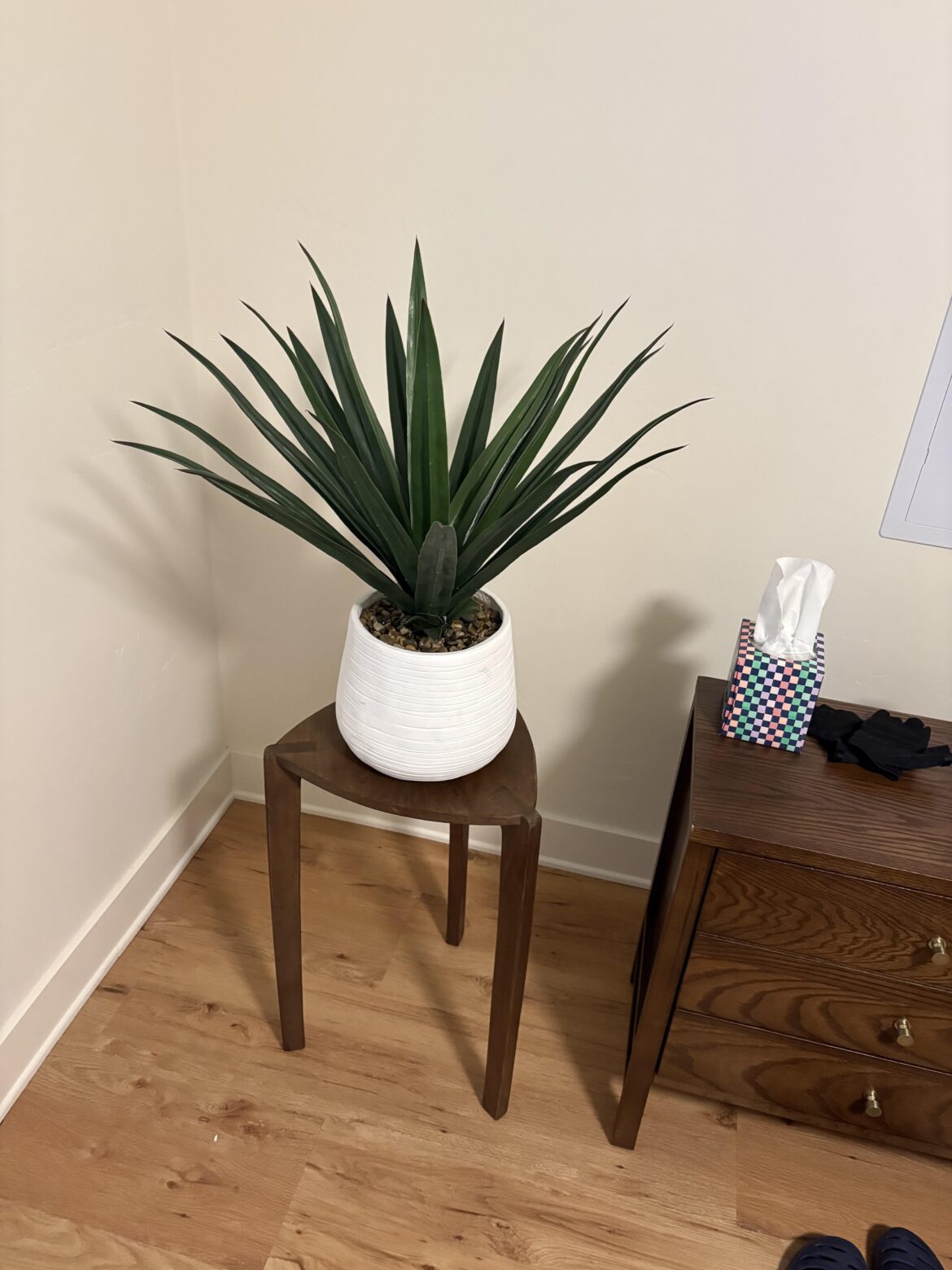 Bought my first house plant ever! 😁(First time poster)