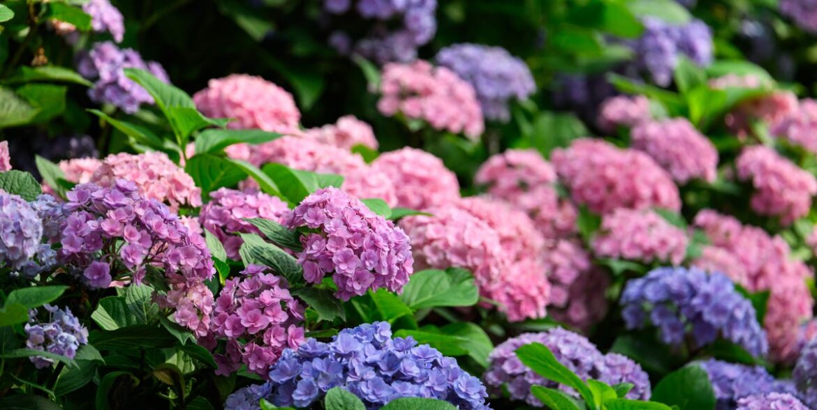 The Biggest Mistake Gardeners Make When Pruning Hydrangeas