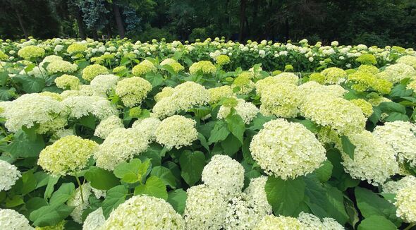 Hydrangea white balls summer flowers in garden
