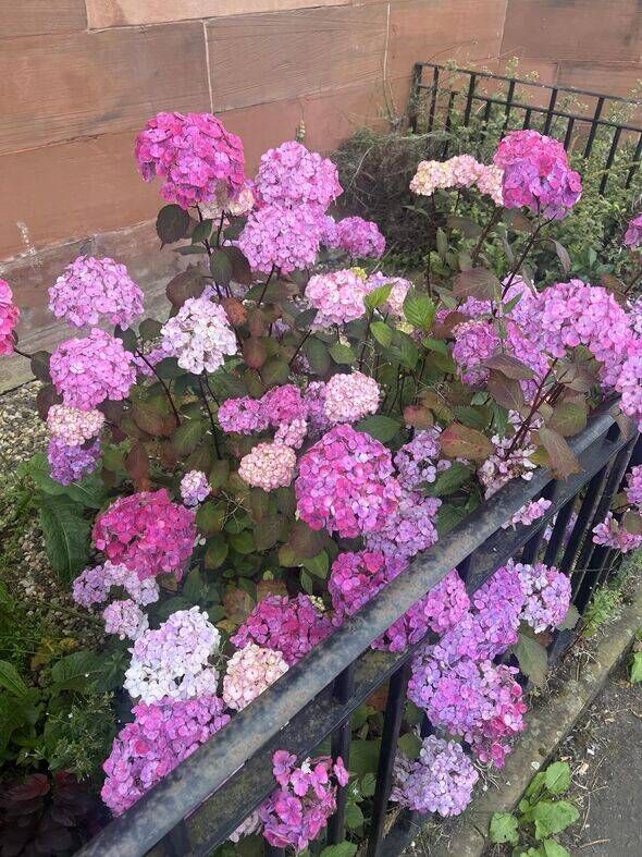 pink and purple hydrangeas