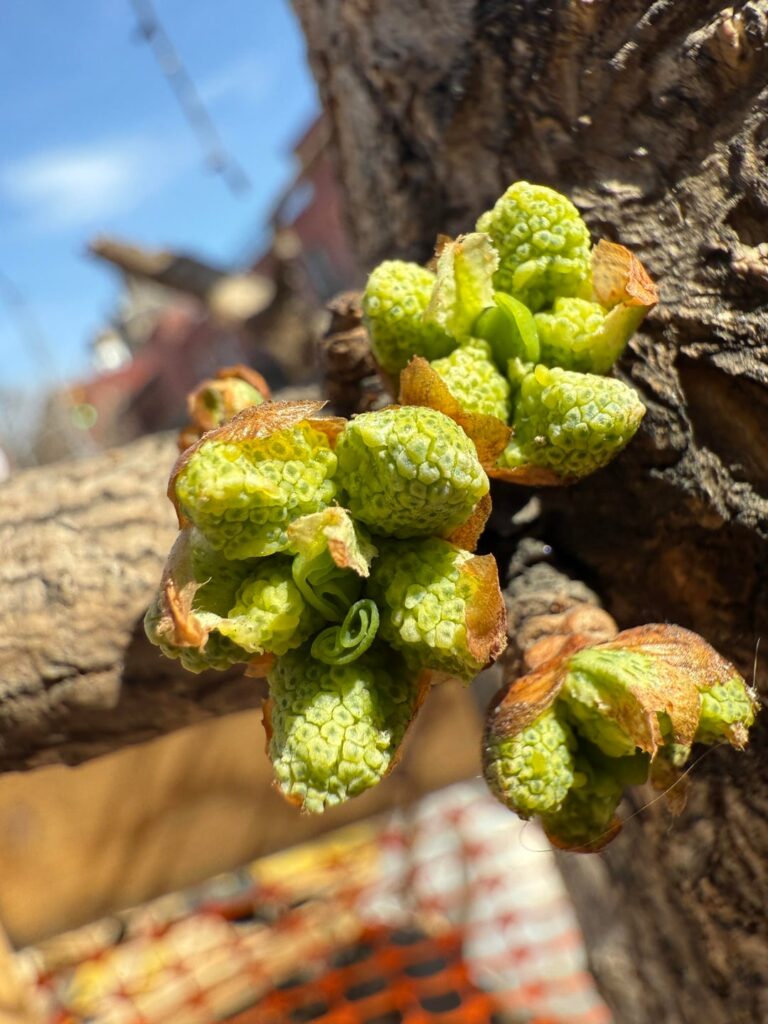 A male ginkgo tree starting to wake up for spring!
