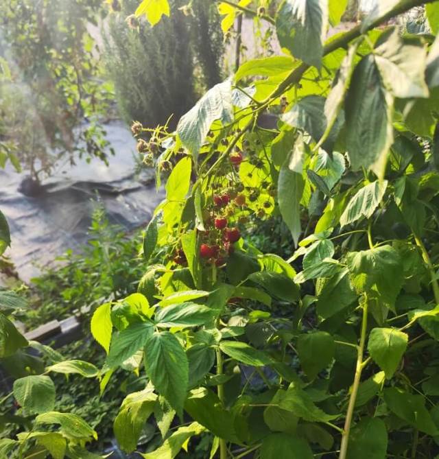 There's nothing worse than going to take a bite of a vegetable or fruit from your garden only to find a pest has made your food its home.