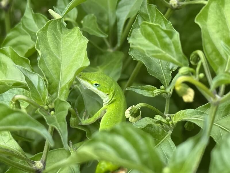 The reptile likely acts as built-in pest control by feeding on insects that might otherwise harm the garden.
