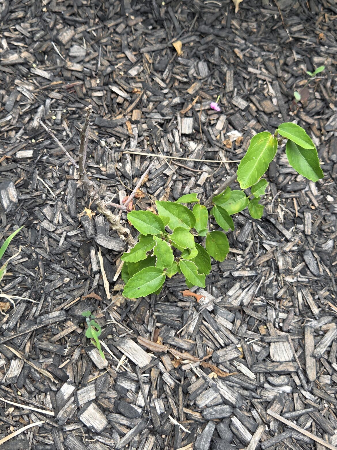 Hibiscus doesnt want to Hibiscus