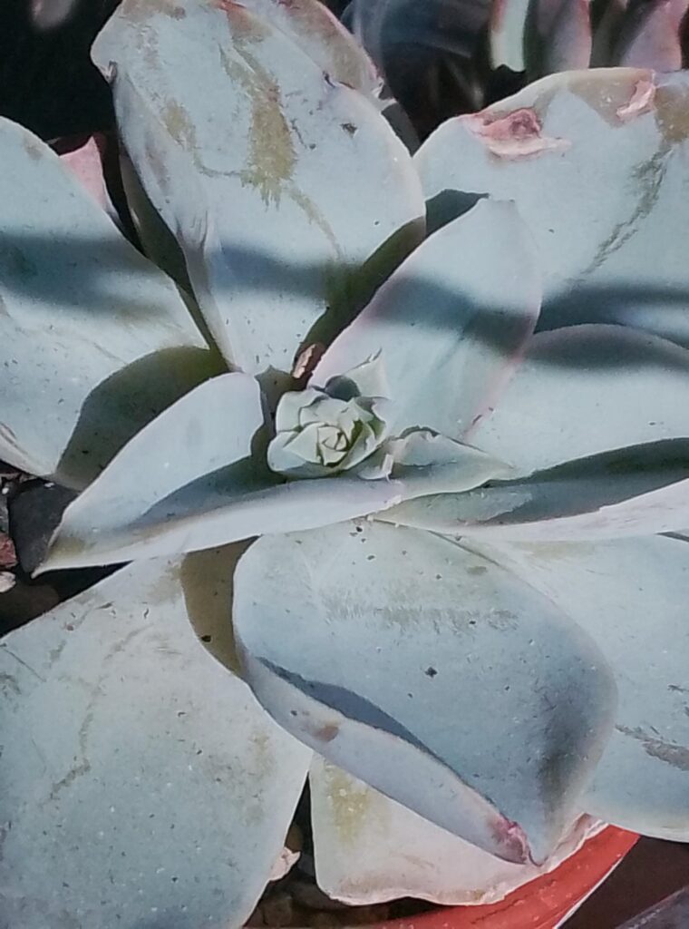 Flowers? 🥹