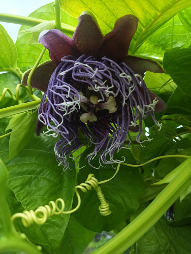 Giant passionfruit flowers