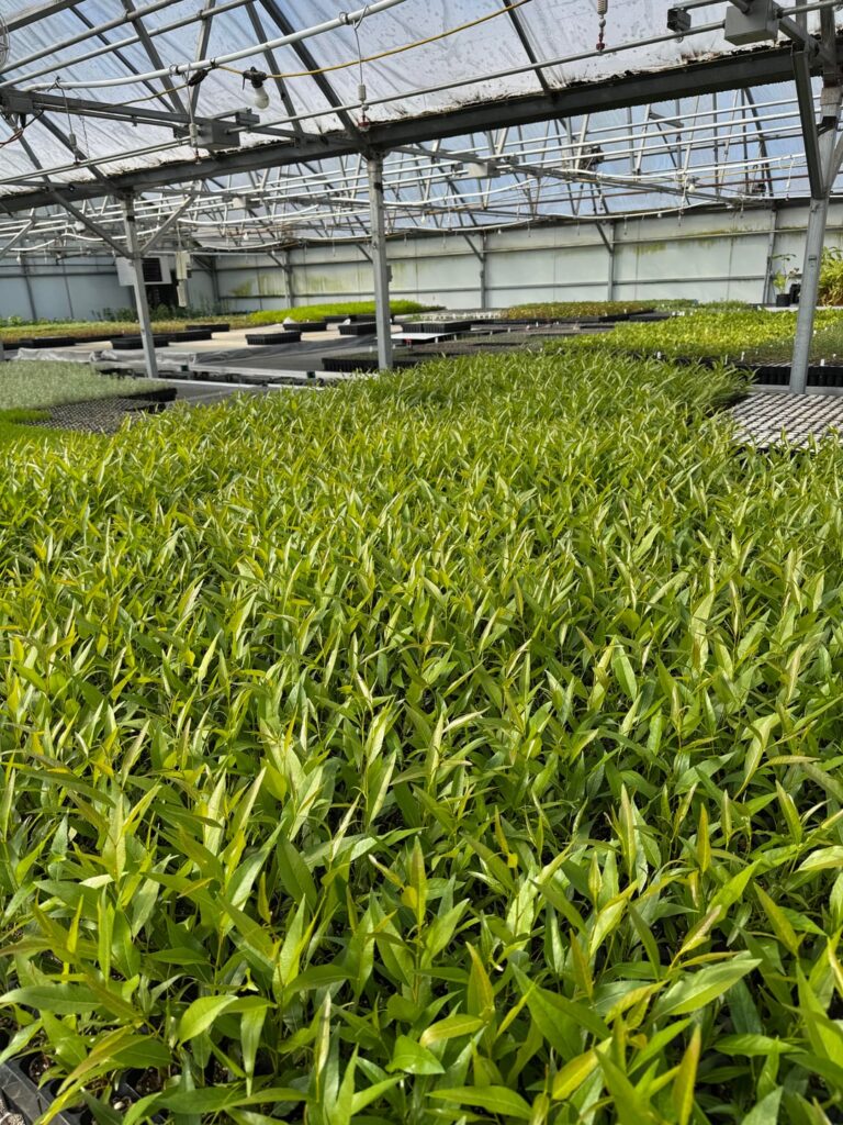 Our native plant greenhouse in full swing
