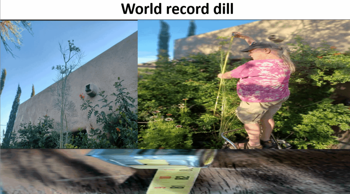 world record 82 inch dill plant