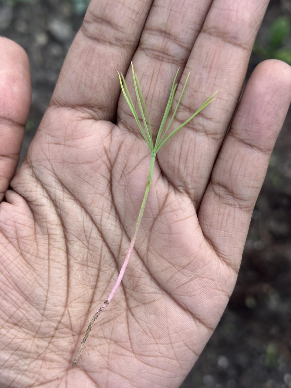 Need help with an ID!