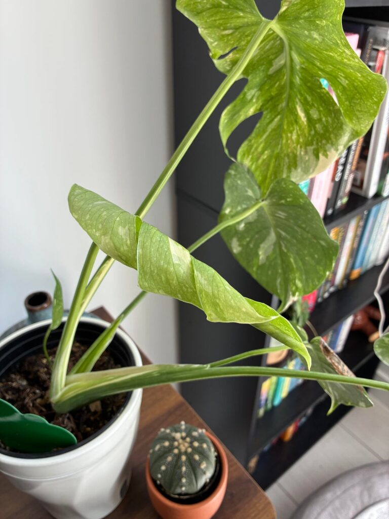 New leaves coming in on my monsteras