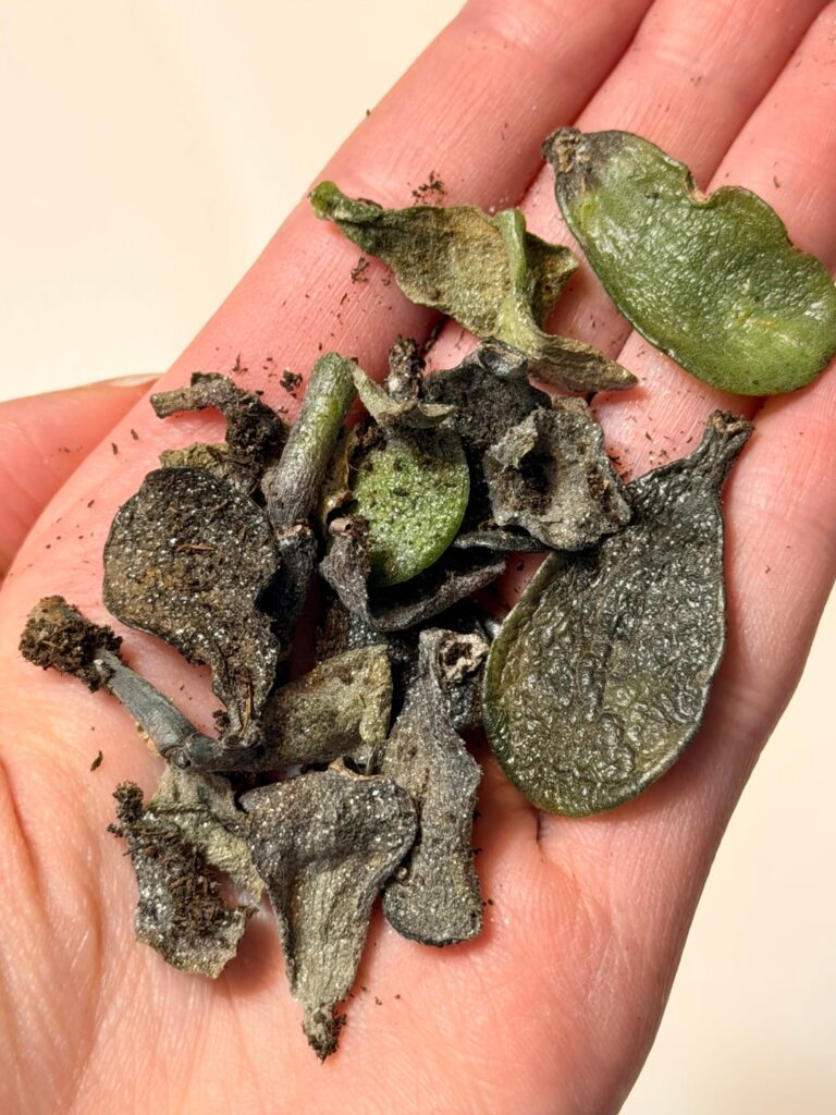 Jade leaf propagations not working