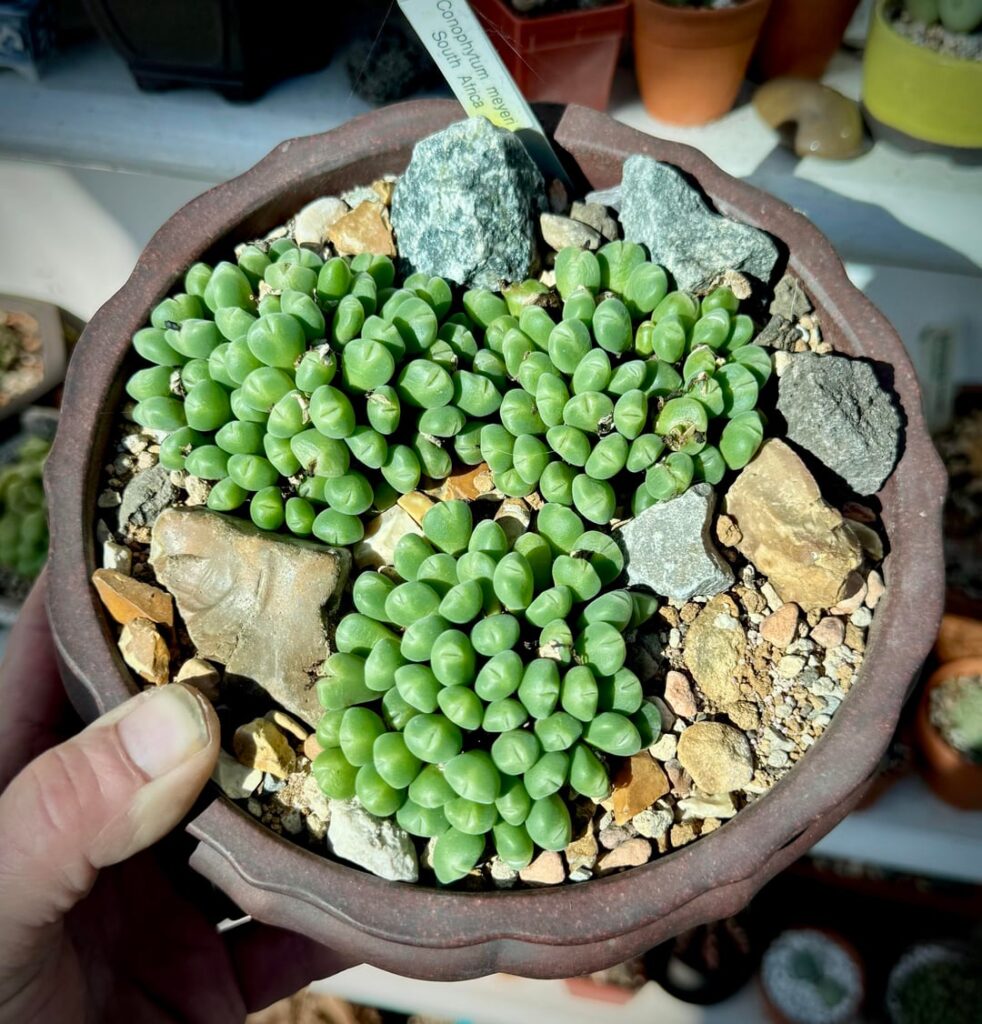 My three cono meyeri’s are growing like weeds now, no sign of dormancy yet
