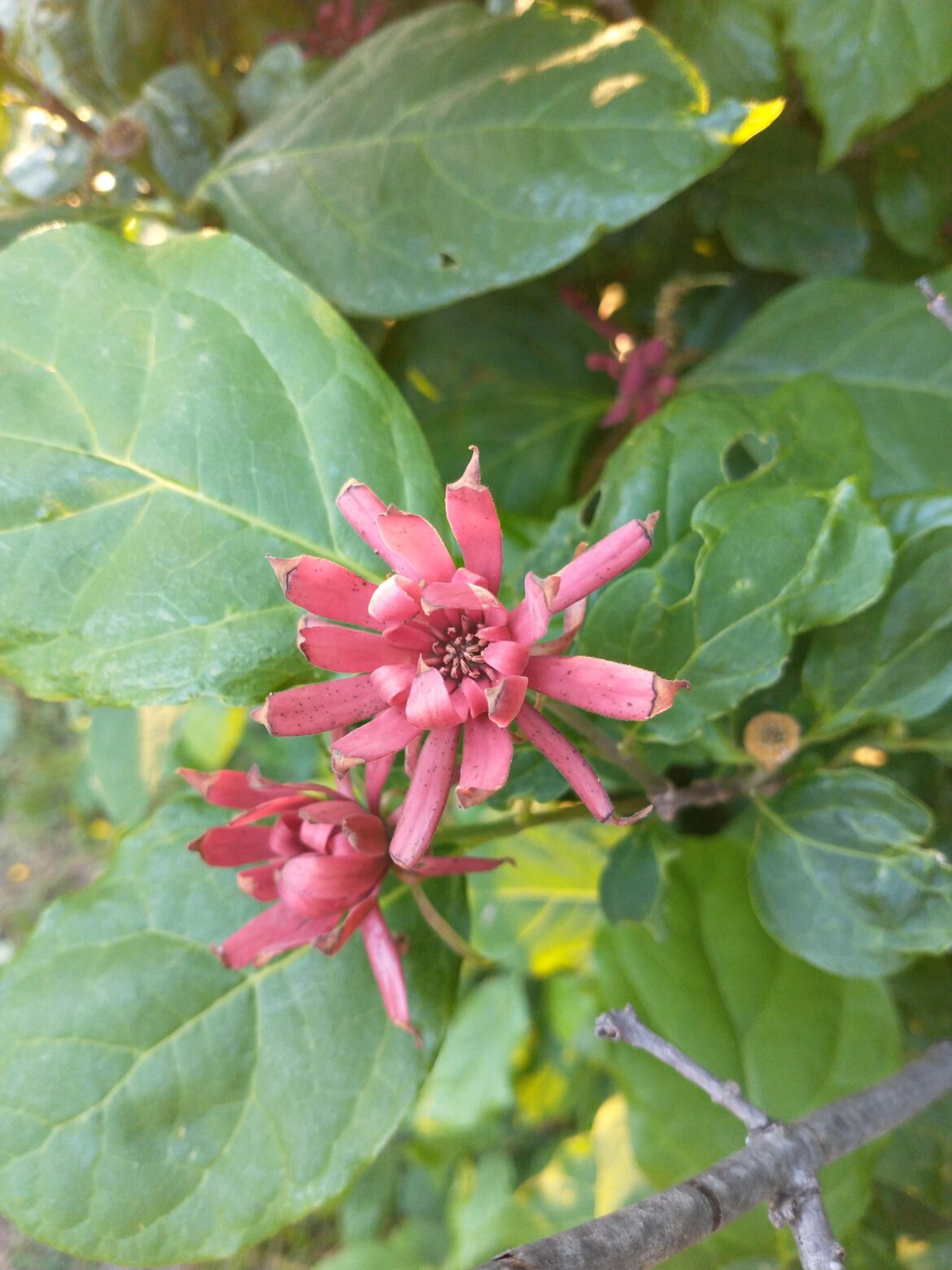 Carolina Allspice Carolina Allspice