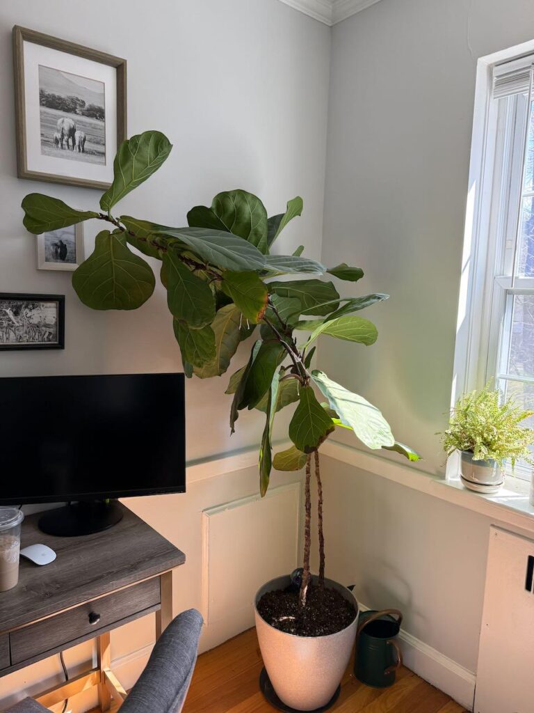 Help with my very tall and skinny fiddle leaf fig? Help with my very tall and skinny fiddle leaf fig?