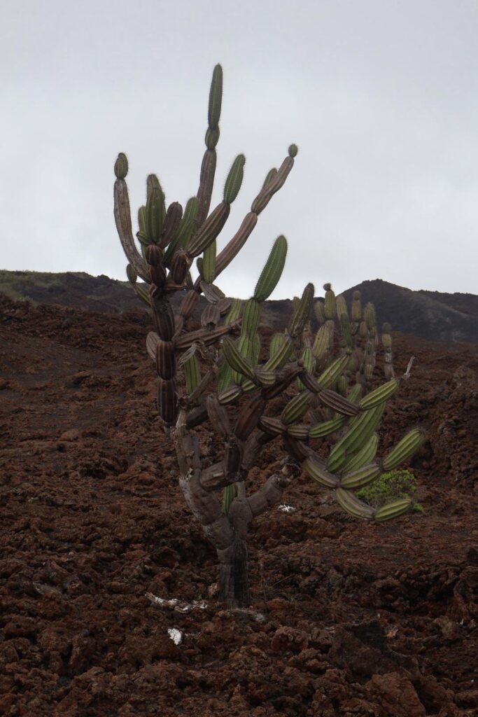 Jasminocereus thouarsii, endemic to the Galápagos