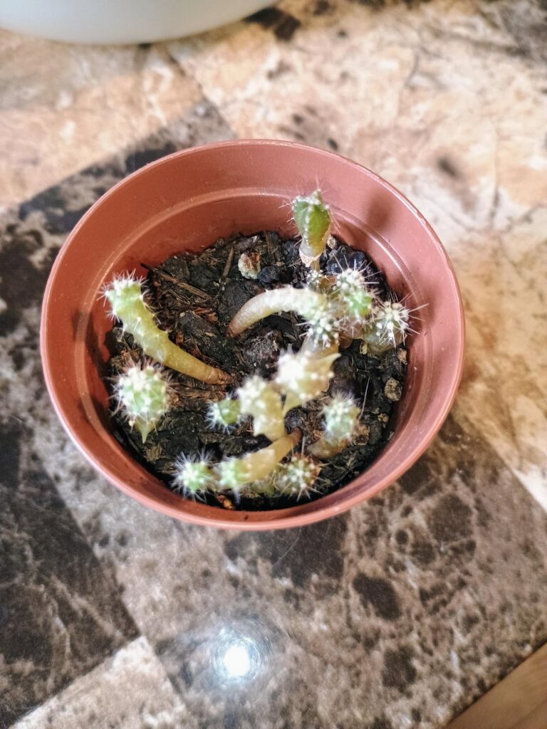 Cactus seedlings