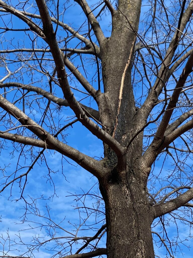 What is happening with this tree