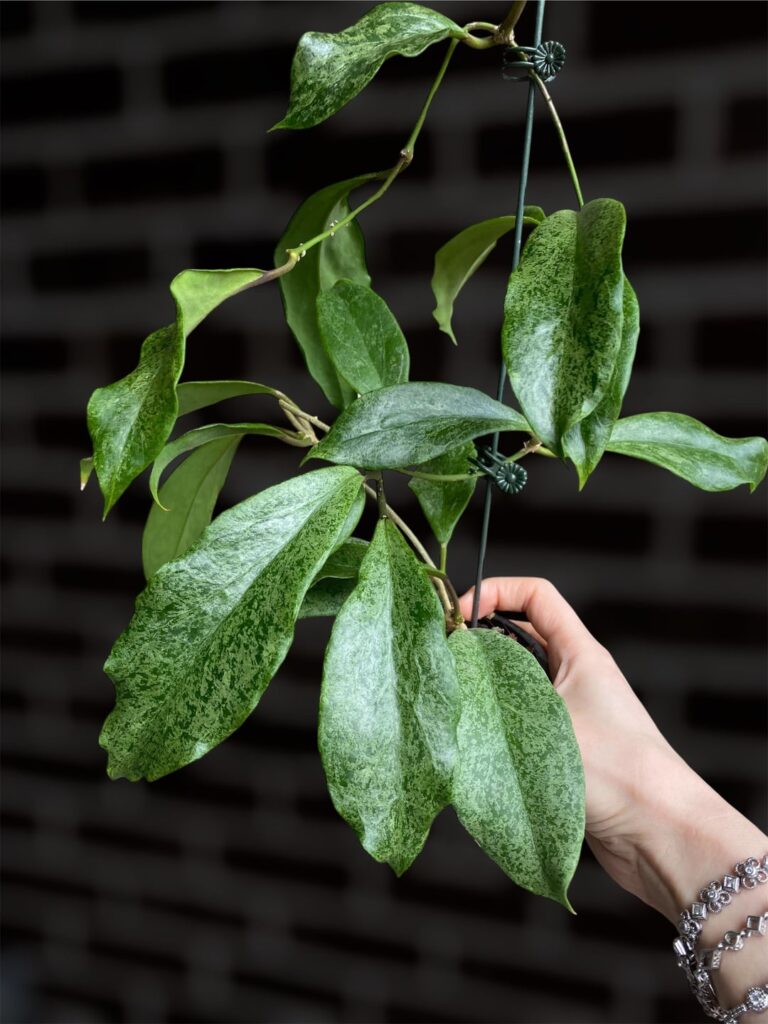 Hoya incrassata (silver)