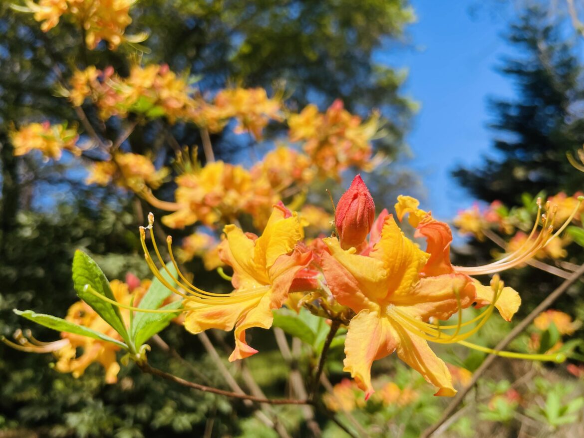 Flame azalea is on fire! 🔥