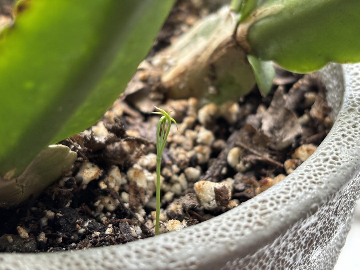 There’s a pine seedling in my Easter cactus