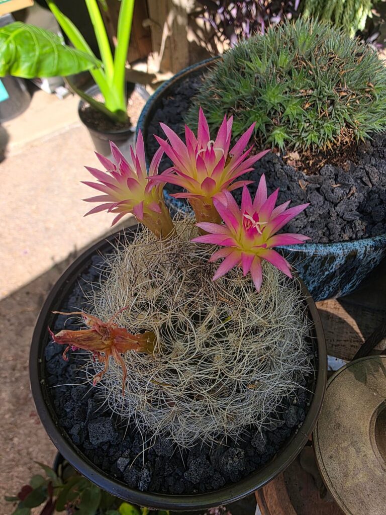 What is this lovely cactus?