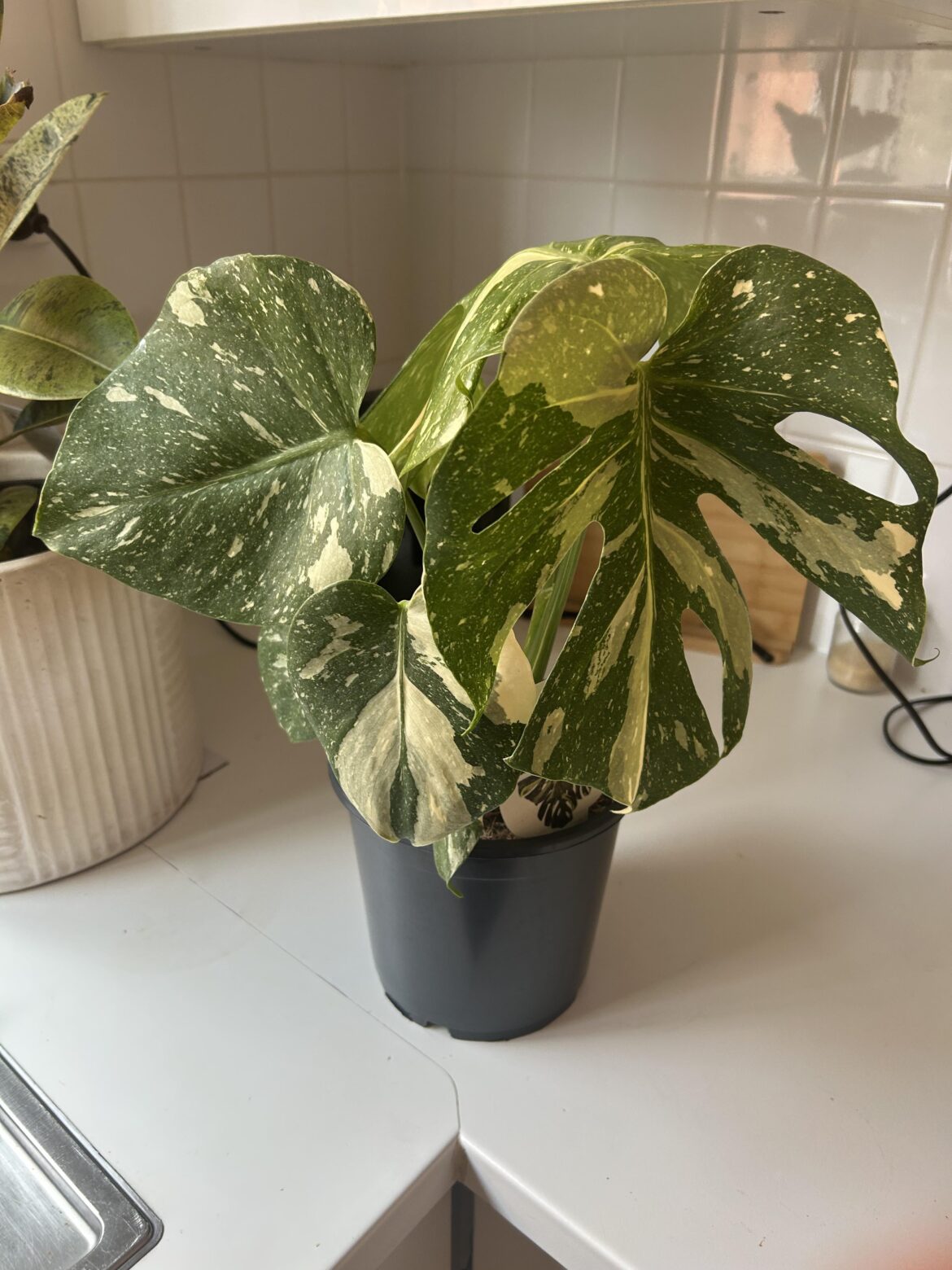 New addition