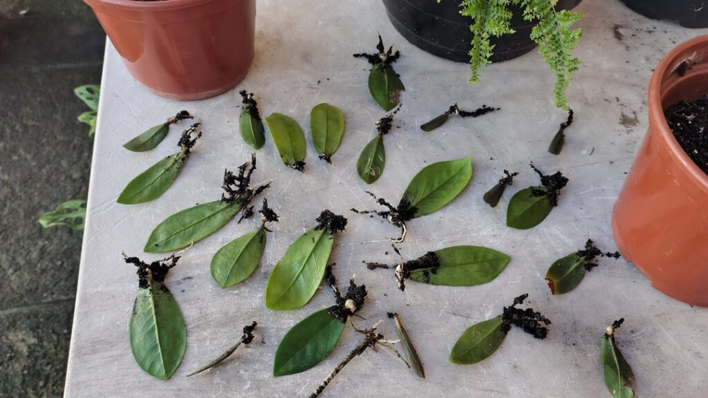 Zz plants