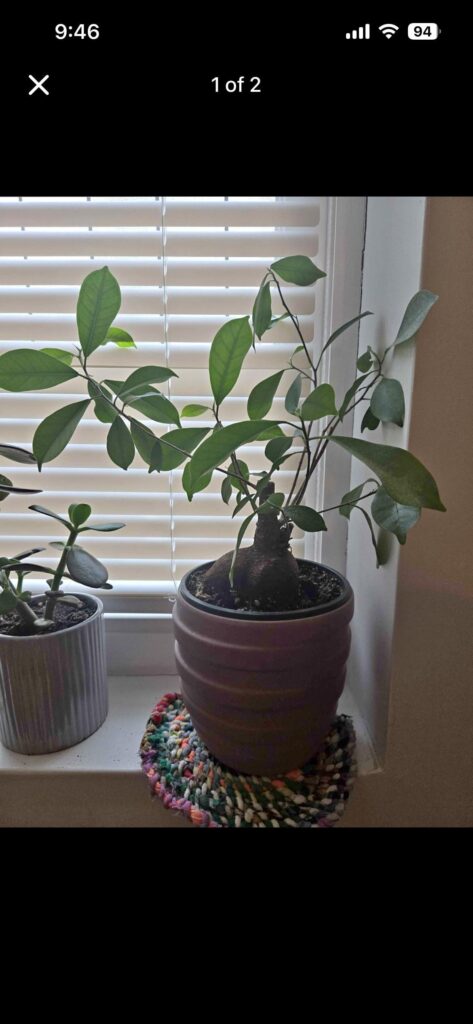 What kind of bonsai plant is this?