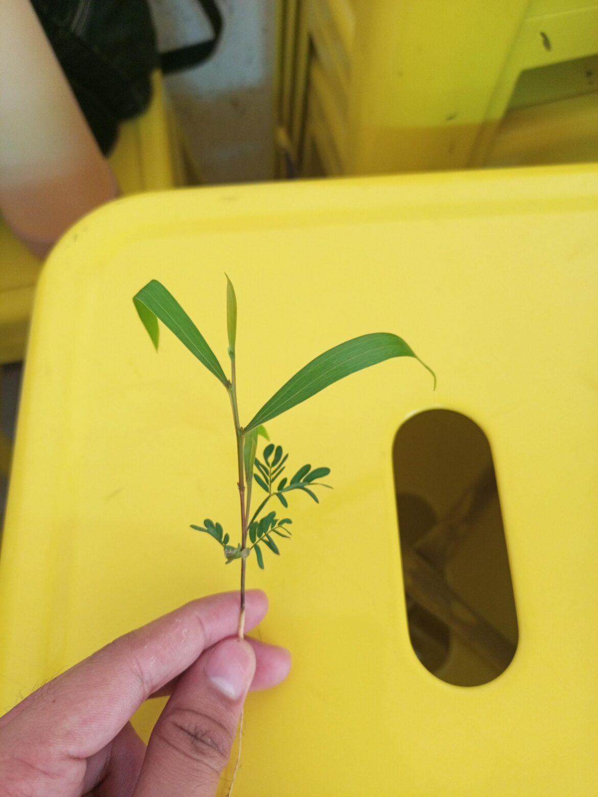 We saw this during our field collection. This plant looks weird it has both dicot and monocot leaves
