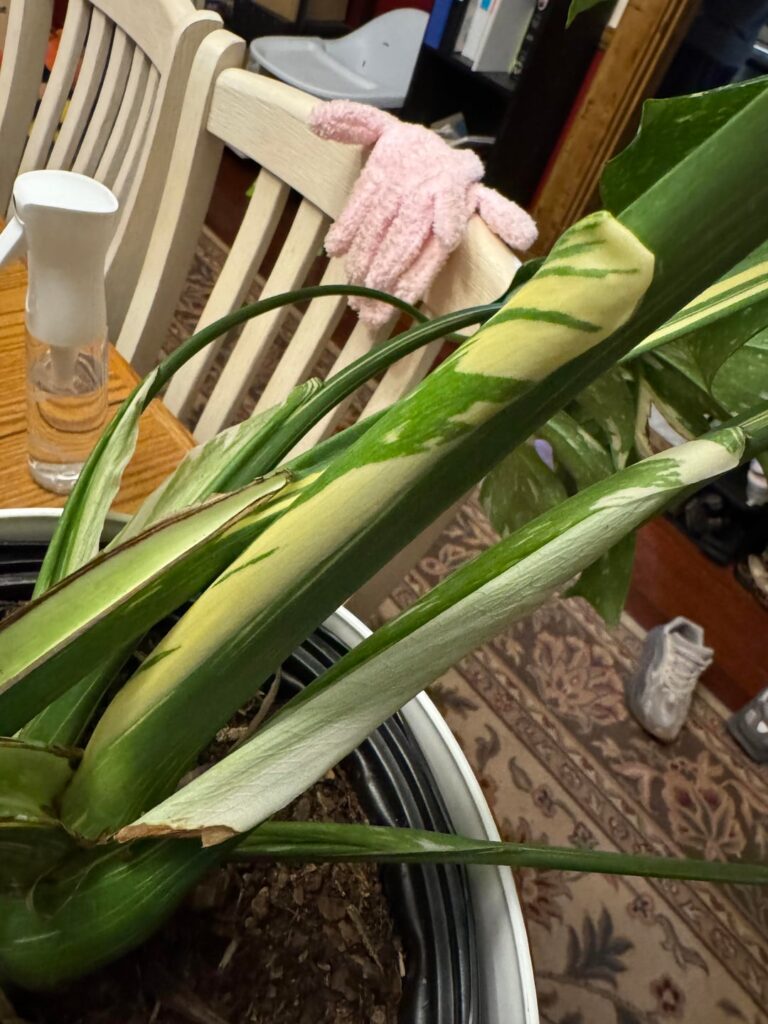 New leaves?