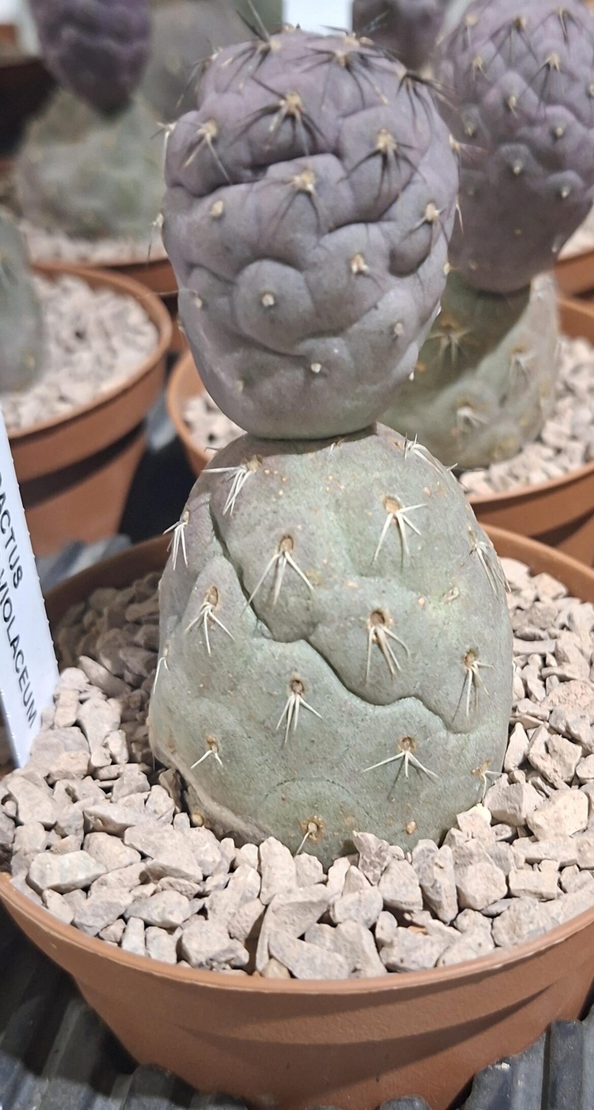 It was sold to me as a rarity: is it really one?