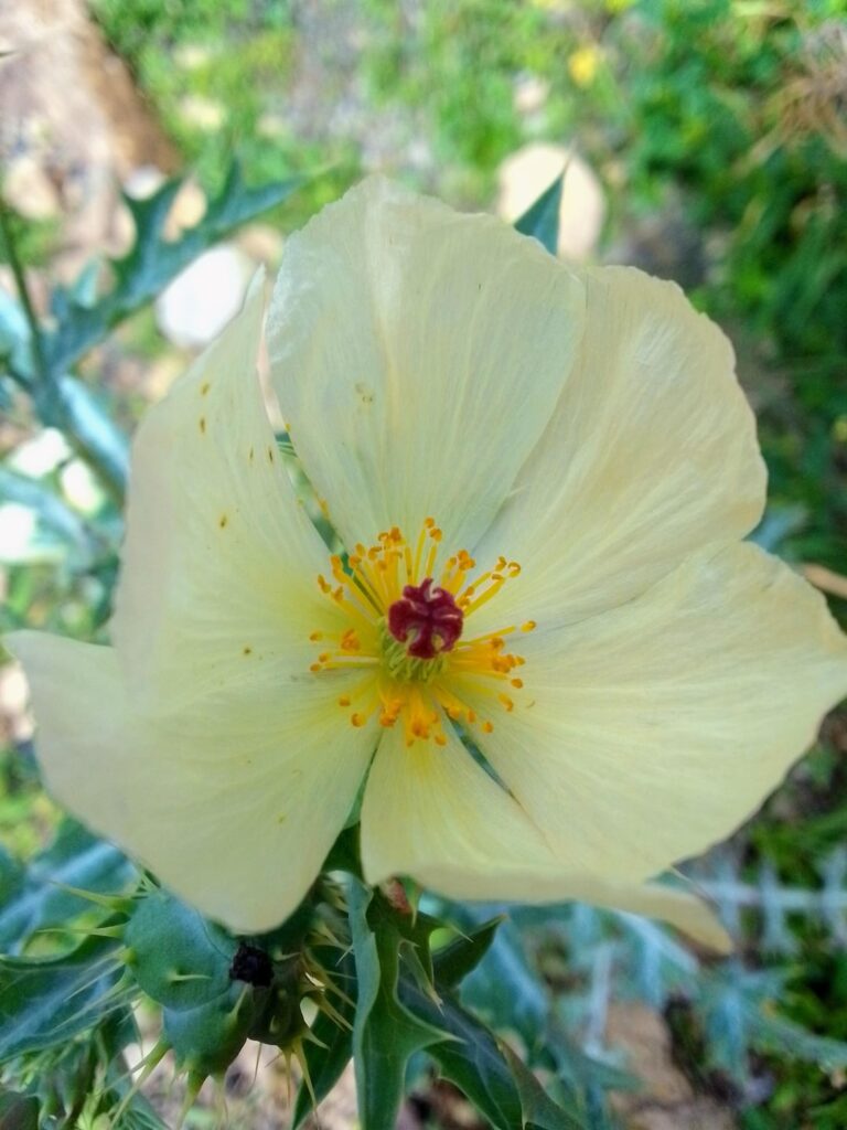 Not sure about this one's name but I like the color