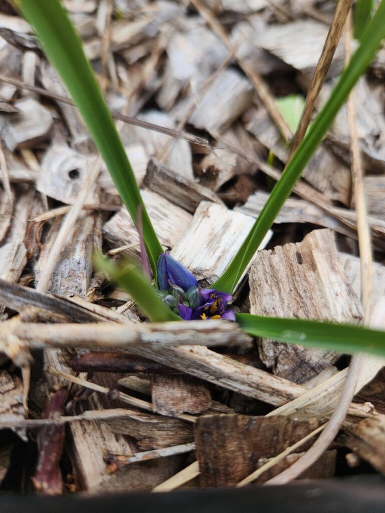 Camassia quamash in a hurry