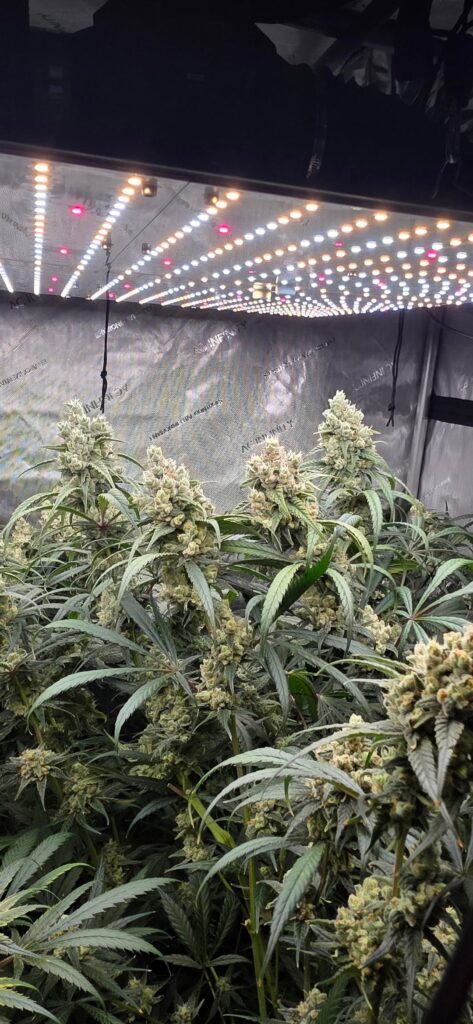 Strawberry guava bx day 91 from seed 51 into flower