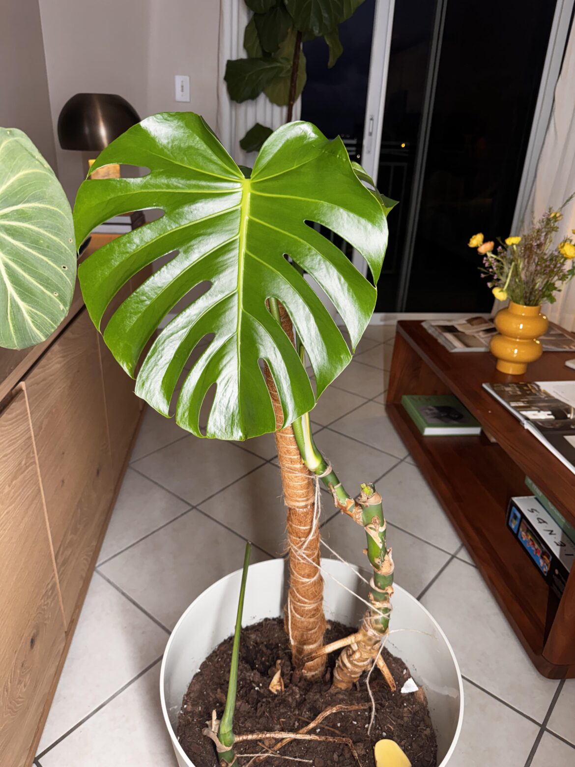 Monstera