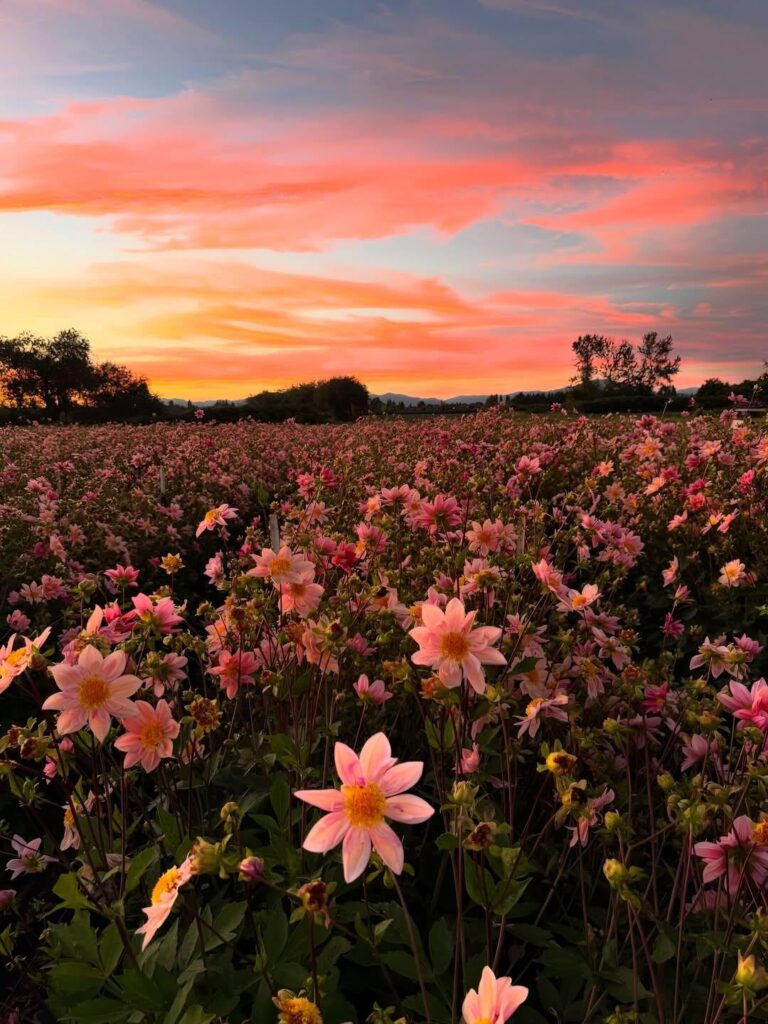 Sunset + Flowers = Pure happiness. 🌸✨🤗