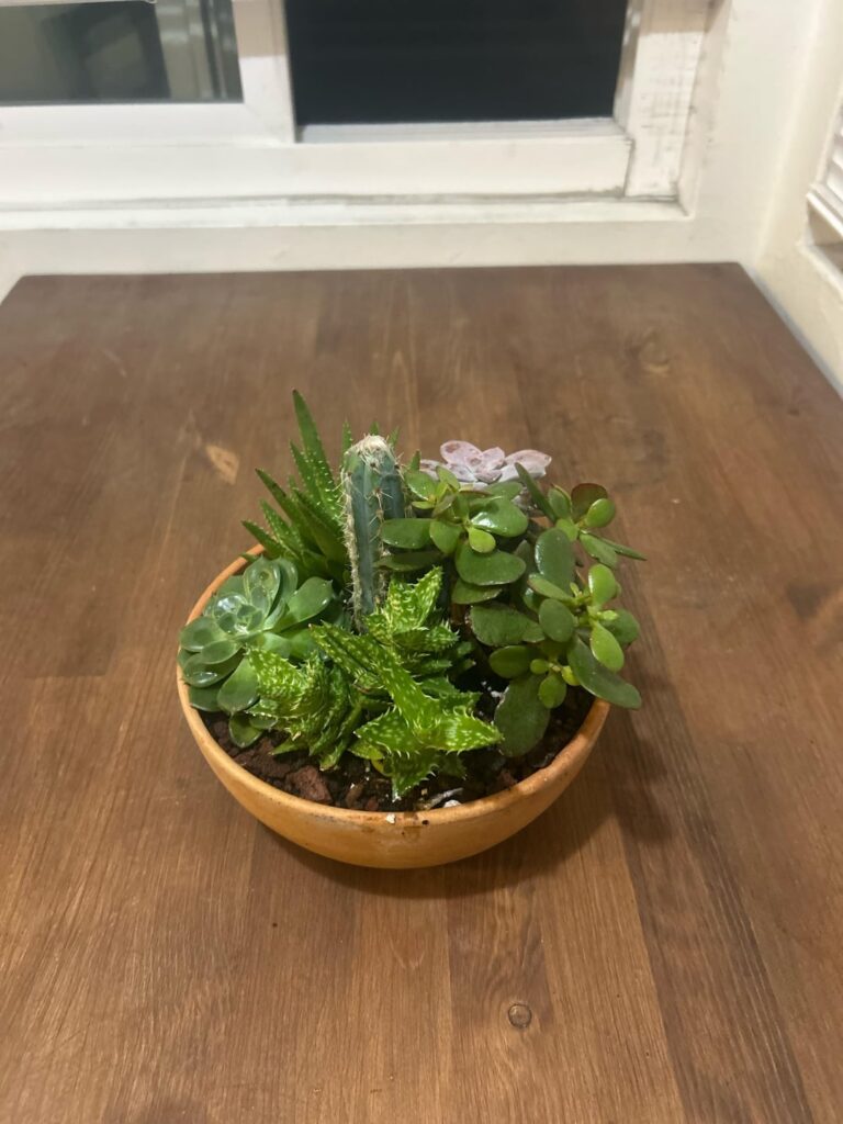Succulent help
