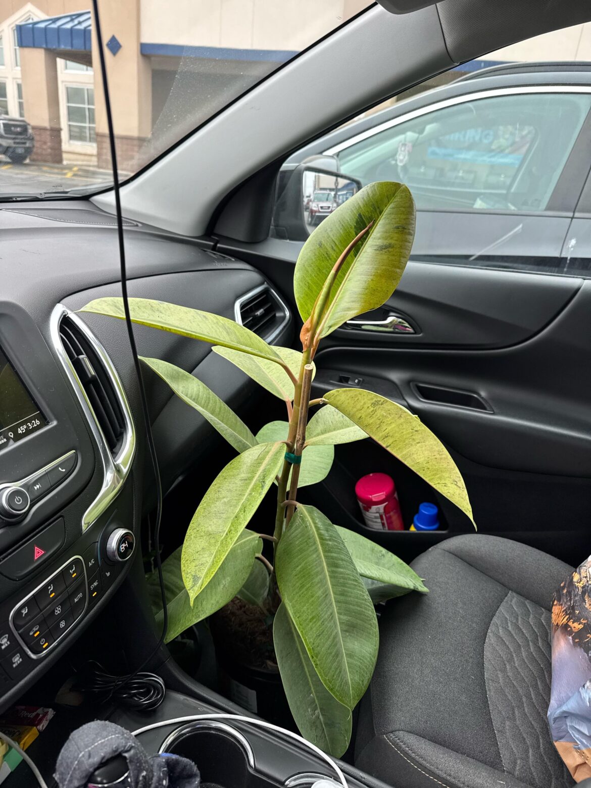 Just scored this beauty for 18 bucks😍