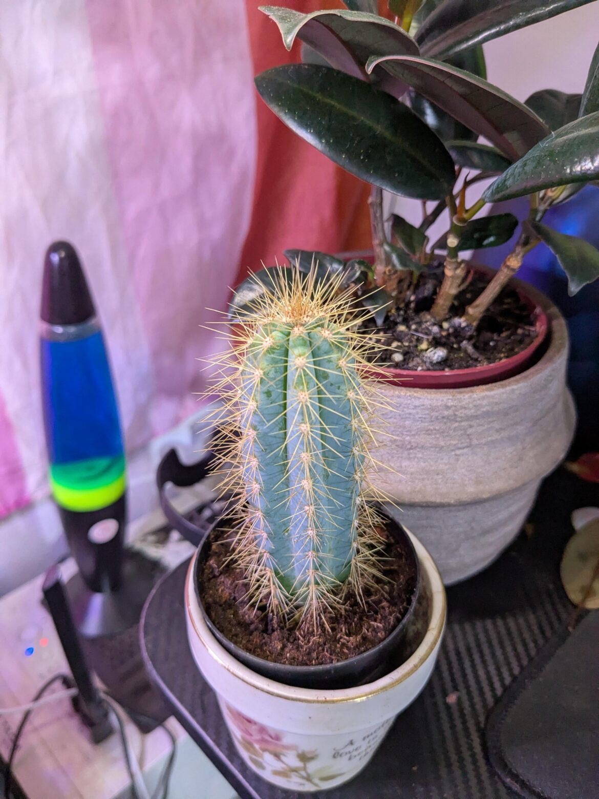 i found a blue torch at my grocery store for $4!!!