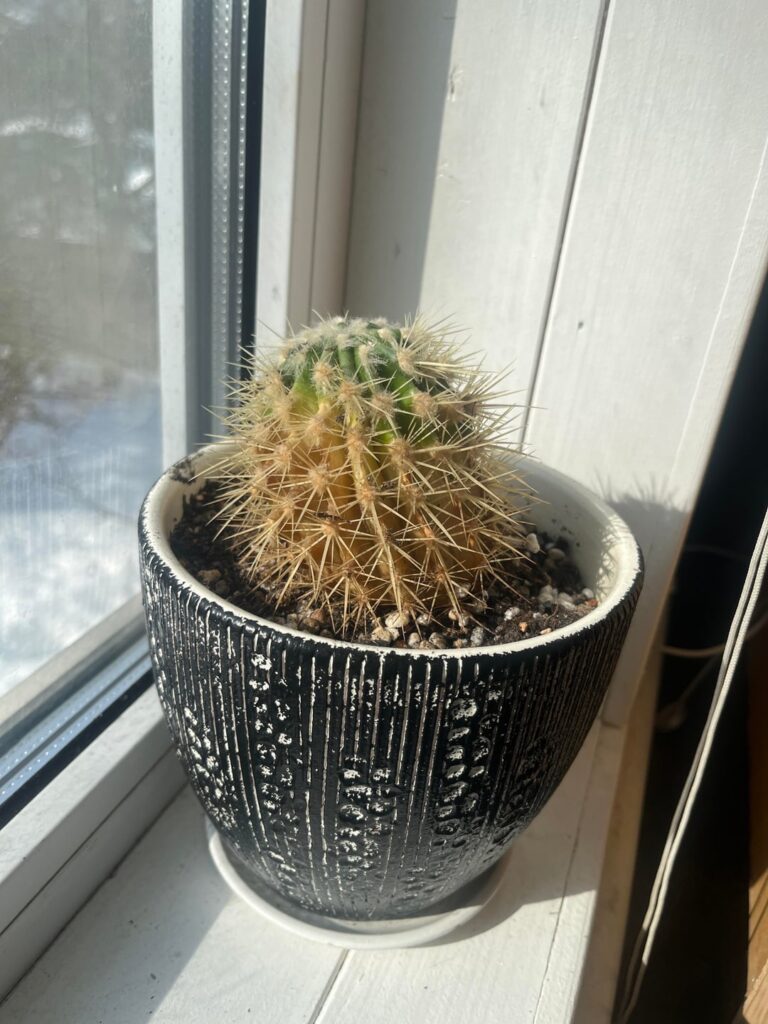 Is there any hope of saving my cactus? Complete beginner here.