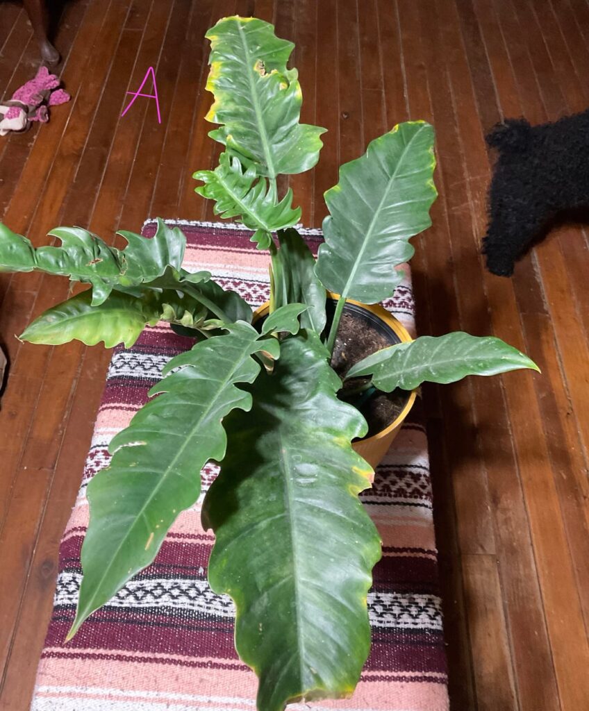 ID help for 2 Lowes clearance plants, I know they are Philodendrons, wondering if anyone knows the variety