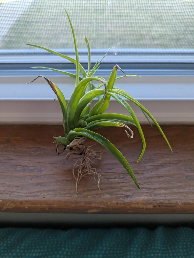 Is this air plant done for, or is it ok/salvageable? Is this air plant done for, or is it ok/salvageable?
