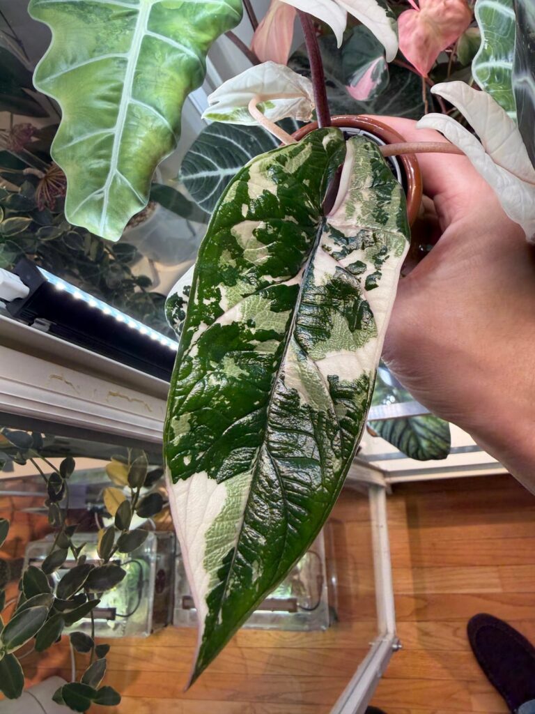 Alocasia Scalprum Albo